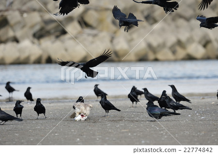 Hayabusa that eats the green turtle 22774842