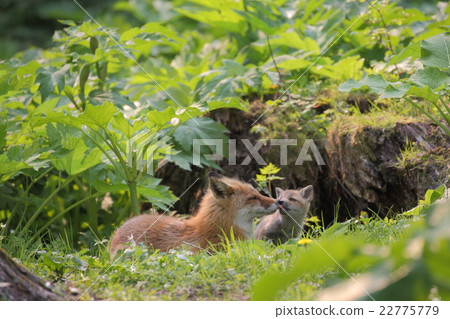 親子的Kita狐狸 22775779