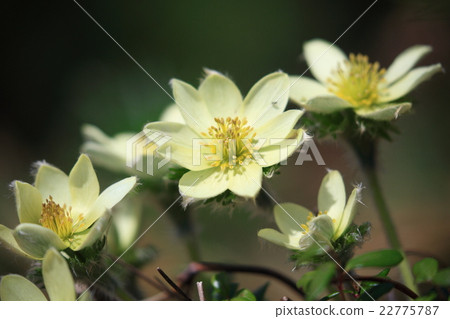 Tsukimogusa Up 01 Tsukimogusa Up 01 22775787