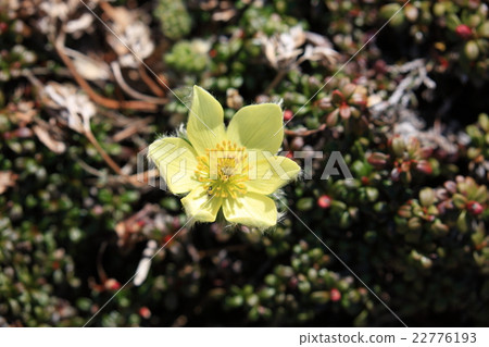 藍鰭金槍魚一個輪子 藍鰭金槍魚一個輪子 22776193