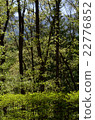 綠樹 22776852