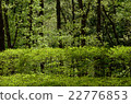 綠樹 22776853