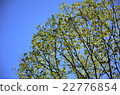 樹木和藍天 22776854
