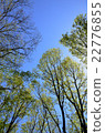 樹和初夏藍天 22776855