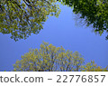 樹和藍天 22776857