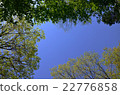 樹和藍天 22776858