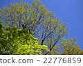 樹和藍天 22776859