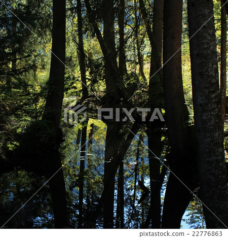 Creek in a forest Creek in a forest 22776863