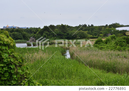 Kasai Rinkai Park鳥類公園 22776891
