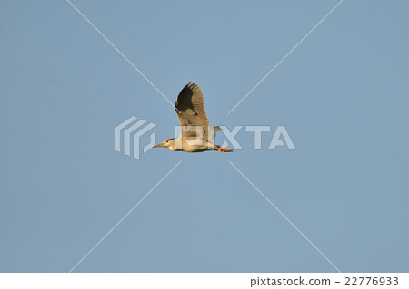 飛行的山羊環A1 22776933