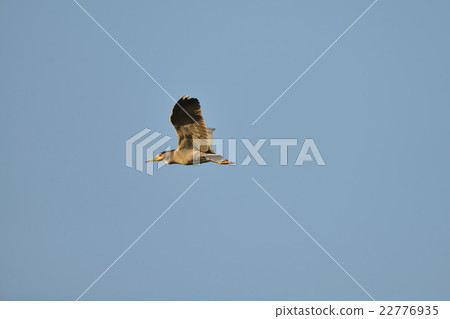 飛行的山羊環A3 飛行的山羊環A3 22776935