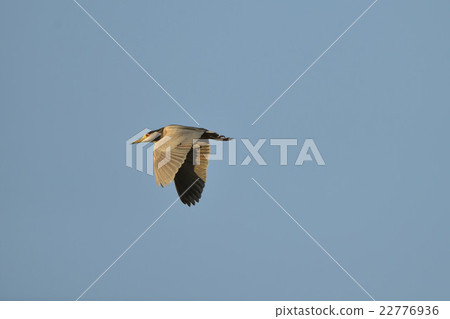 飛行的山羊環A4 飛行的山羊環A4 22776936