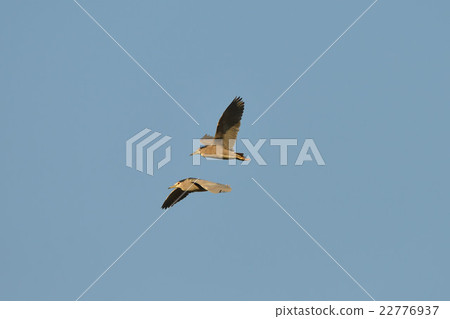 山羊戒指A5的飛行 山羊戒指A5的飛行 22776937