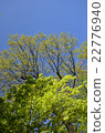 樹和藍天 22776940