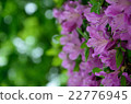 紫色杜鵑花 22776945