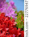 多彩多姿的杜鵑花 22776947