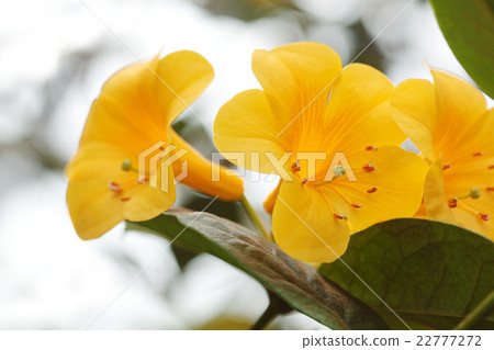 Malaysia rhododendron Malaysia rhododendron 22777272