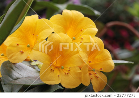 Malaysia rhododendron 22777275