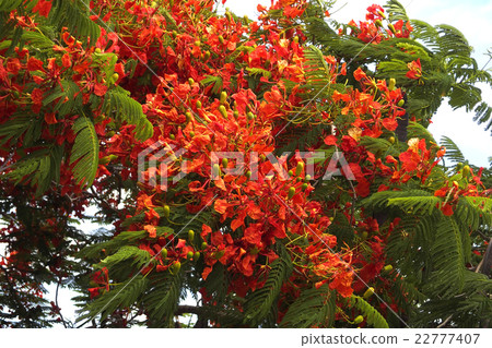 Phoenix trees swaying in the wind Phoenix trees swaying in the wind 22777407