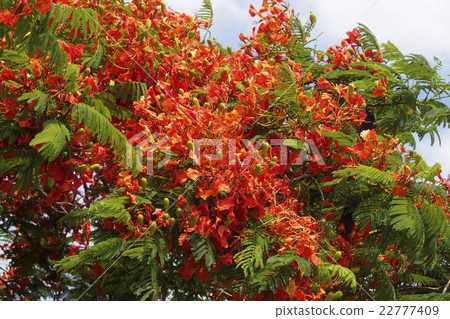 Phoenix trees swaying in the wind 22777409