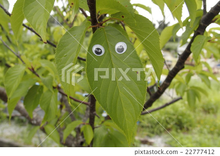 Kyorochyoro Eyeball Sakura no young leaves 22777412