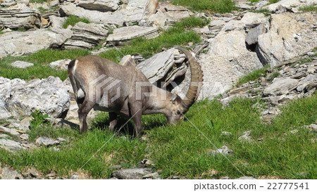 Male alpine ibex grazing on a mountain meadow Male alpine ibex grazing on a mountain meadow 22777541