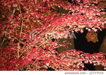 The autumn leaves hunting at night The autumn leaves hunting at night 22777554