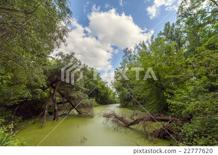 swamp in the forest. swamp in the forest. 22777620