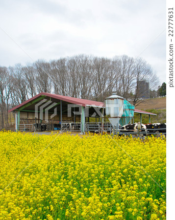 Ranch 22777631