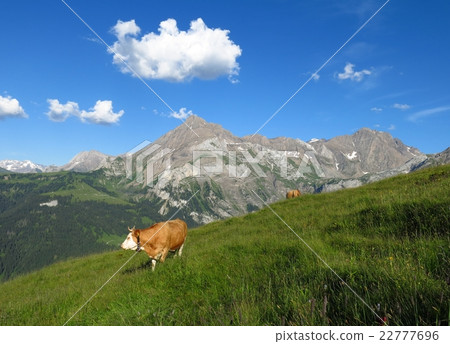 Summer scene in the Swiss Alps 22777696
