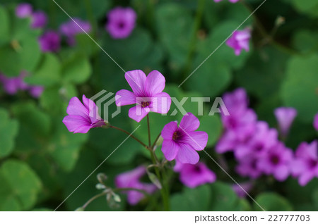 Sweet potato Sweet potato 22777703