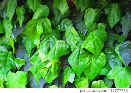 牆壁表面綠化由常春藤植物 牆壁表面綠化由常春藤植物 22777783