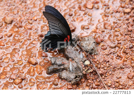 butterfly eating feces on the floor 22777813