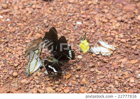 butterfly eating feces on the floor 22777816