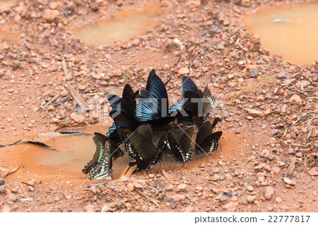 butterfly eating feces on the floor 22777817