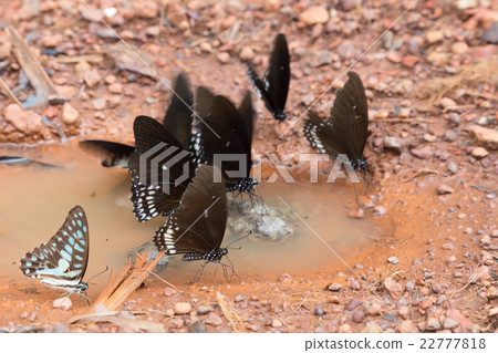 butterfly eating feces on the floor 22777818