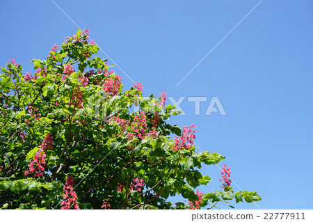 Safflower chestnut Safflower chestnut 22777911
