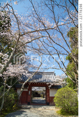 Konjaji，Yoshino Gate和Sakura盛開 22778198