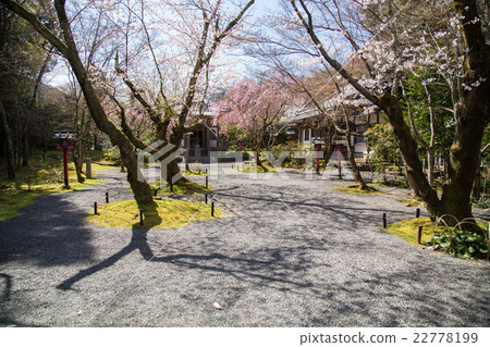 Konnoji temple, Cherry blossoms in front of Josomitsu Bodhisattva 22778199
