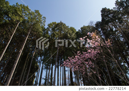 紺野寺,白馬Kannone,盛開的櫻花和雪松森林 紺野寺,白馬Kannone,盛開的櫻花和雪松森林 22778214
