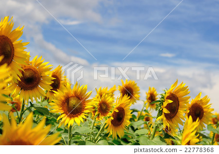 Sun Flower  22778368