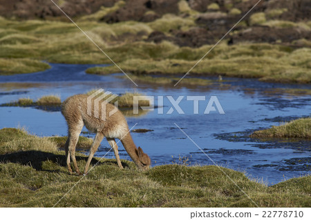 Young Vicuna in Lauca National Park Young Vicuna in Lauca National Park 22778710