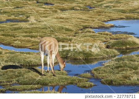 Young Vicuna in Lauca National Park Young Vicuna in Lauca National Park 22778711
