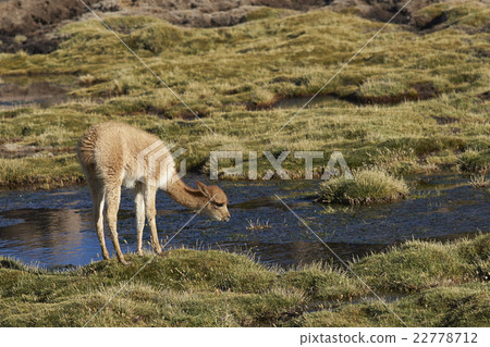 Young Vicuna in Lauca National Park Young Vicuna in Lauca National Park 22778712