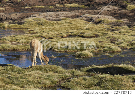 Young Vicuna in Lauca National Park Young Vicuna in Lauca National Park 22778713