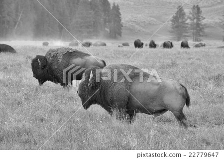 The herd of typical American Bison on the pasture  22779647
