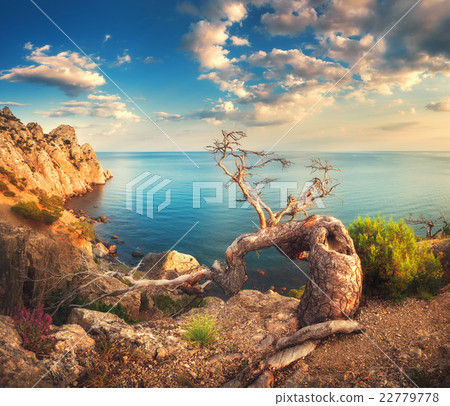 Colorful landscape with old tree on the mountain Colorful landscape with old tree on the mountain 22779778