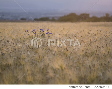 開花在麥田的Aragachi 22780385