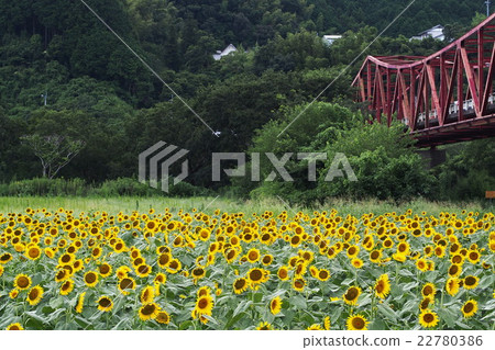 向日葵和紅色橋樑 向日葵和紅色橋樑 22780386