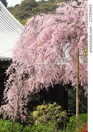 Shidarezakura of Legend Government 22780603